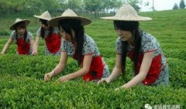 爆料初冬采茶视频,揭秘神秘采茶瞬间