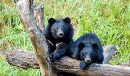 黑龙江黑熊爆料视频播放