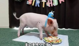 家有小猪仔的爆料视频,温馨爆笑视频引网友热议