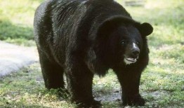 黑龙江黑熊爆料视频播放