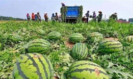 永年河北铺免费吃瓜,免费吃瓜狂欢，清凉一夏