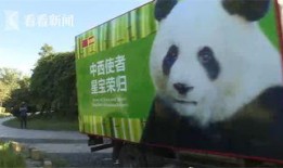 熊猫明星爆料视频大全,视频大全揭秘幕后故事